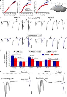 Dorsal-Ventral Differences in Modulation of Synaptic Transmission in the Hippocampus